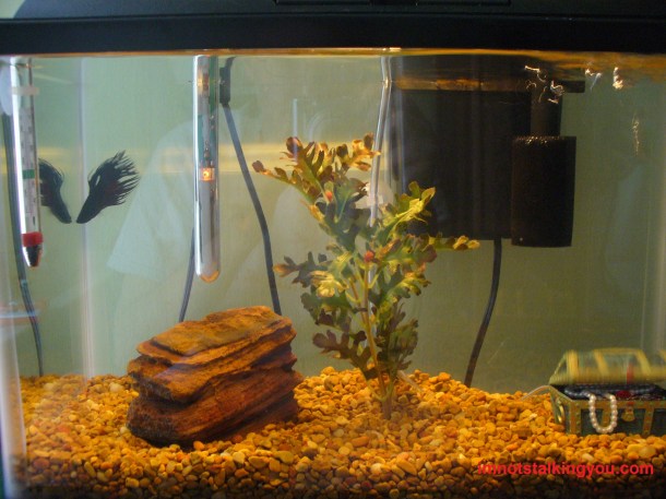 Data Betta looking at his reflection.  There is also an African Dwarf Frog in there too, but he is tiny.