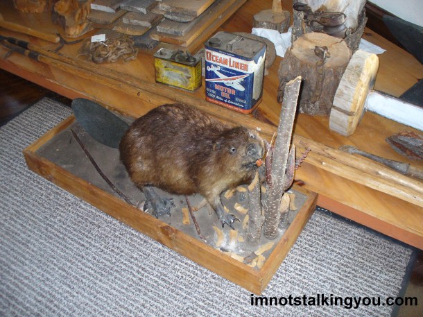 Taxidermy Beaver