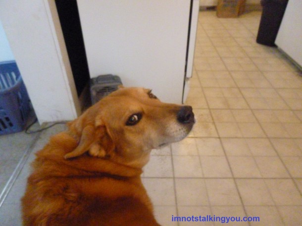 Dave's knowing eyes.  And wanting me to scratch her butt.