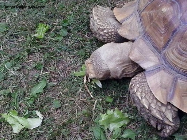 A giant tortoise, that's what!